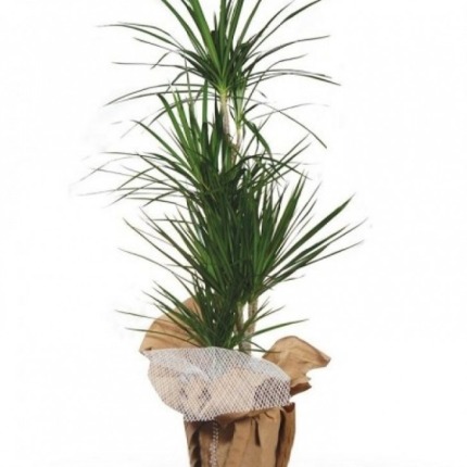 Dracaena Marginata Bitkisi 