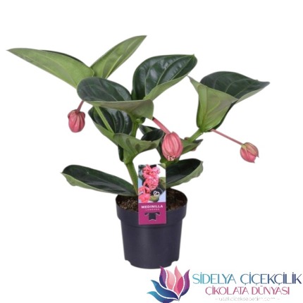 Saksıda Medinilla Çiçeği